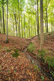 In het bos in Brakel tijdens de Herfst periode. van Marcel Derweduwen