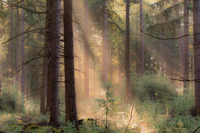 sunbeams in the forest by Tania Perneel