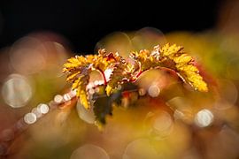 Hintergrundbeleuchtung