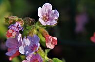 Frühlingsblume von Marije Zwart Miniaturansicht
