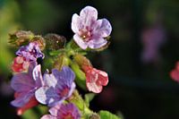Lentebloem