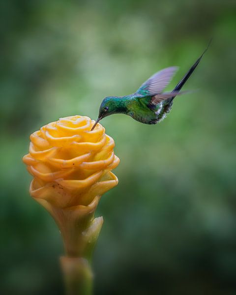 Hummingbird van Bart Hendrix