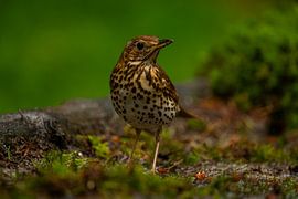 The song thrush by Kevin Ike