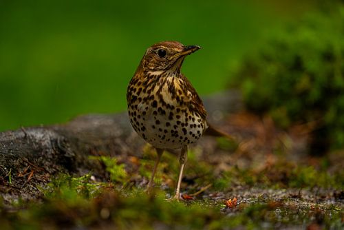 The song thrush
