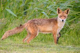 Red fox in nature by Sjoerd van der Wal Photography