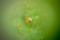 Fly