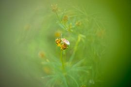 Vliegje van Paquita Six