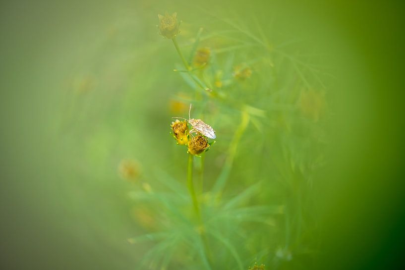 Fly by Paquita Six