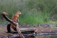 Squirrel by the water