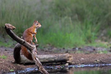 Eichhörnchen am Wasser von Karin van Rooijen Fotografie