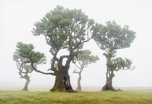 Fanal-forest Madeire