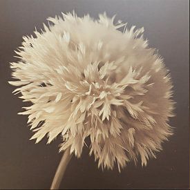 A still life of a fluffy flower on a dark background . by J.a Dijkstra