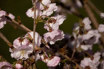 flying bee