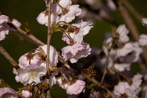 flying bee