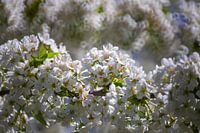 Fleurs de cerisier - fleurs sur le cerisier