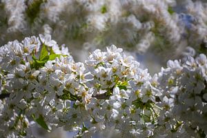 Kirschblüten - Blüten am Kirschenbaum von Gerwin Schadl