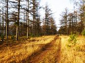 Waldweg Planken Wambuis, Ede von SenV2312 . Miniaturansicht