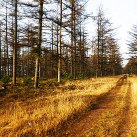 Waldweg Planken Wambuis, Ede von SenV2312 .