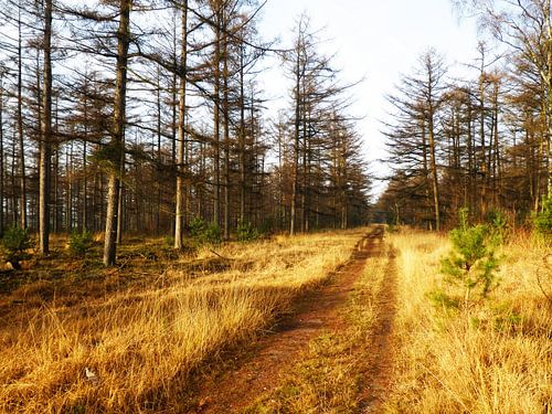 Waldweg Planken Wambuis, Ede