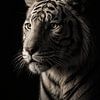 Portrait d'un tigre blanc dans une lumière sombre – élégante affiche animalière au style minimaliste et mystérieux sur Design Wall Arts