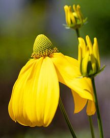 Fallschirm-Sonnenhut, Rudbeckia nitida