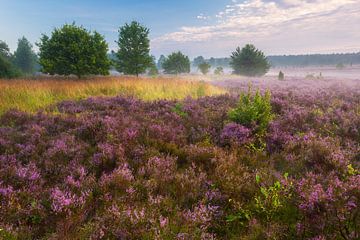 Ochtendstemming in de Lüneburger Heide van Daniela Beyer