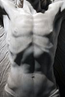 Torse