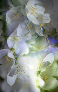 philadelphus