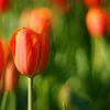 Bloemen in Nederland, rode tulpen van Discover Dutch Nature