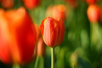Bloemen in Nederland, rode tulpen van Discover Dutch Nature