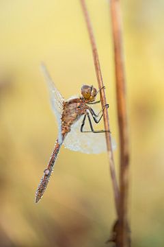 Dragonfly in the early morning light by Moetwil en van Dijk - Fotografie