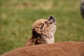 Baby-Alpaka genießt die Sonne von Willem-Mathijs van der Aa