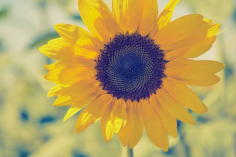 Un tournesol par C. Nass