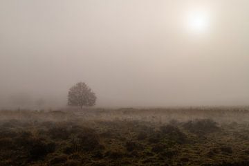 Misty Mystique: An Enchanted Morning in Engbertsdijksveen by Remco Ditmar
