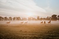 Horses in the fog during sunrise at riding school in Kamerik, Holland - Nature photography photo pri