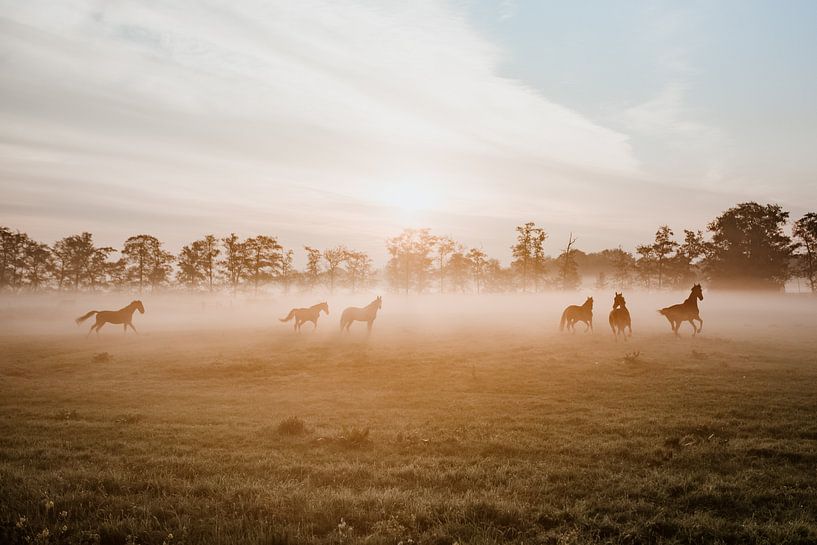 Horses in the fog during sunrise at riding school in Kamerik, Holland - Nature photography photo pri by Marilyn Hansum