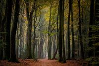 Narrow path down the forest