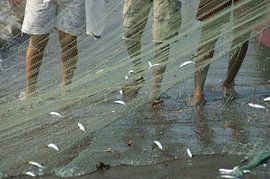 le poisson derrière le filet sur wil spijker