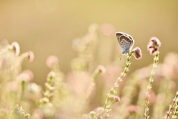 Heideblauwtje op dopheide in het Bargerveen van Stefan Wiebing Photography