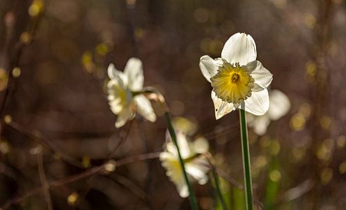 Narcissen in bossen met tegenlicht
