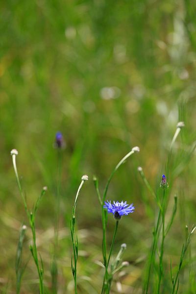 Kornblumen von Thomas Jäger