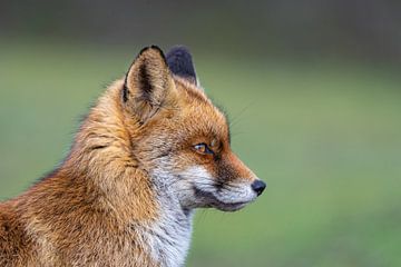 Fox sur Peter Sneijders