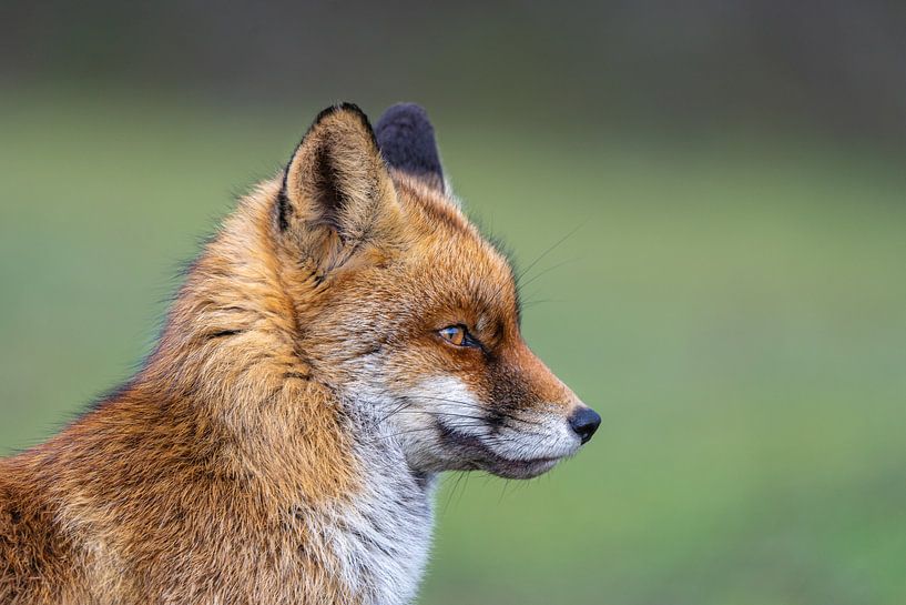 Fuchs von Peter Sneijders