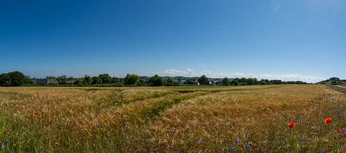 Gerstveld in Middelhagen, eiland Rügen