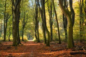 Tanzende Bäume im Herbst