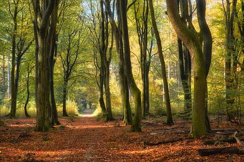 Dansende bomen Speulderbos in de herfst