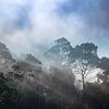 Mist in jungle by Sascha Kilmer