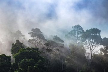Mist in de jungle