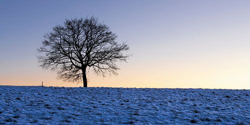 Eenzame boom in de winter