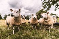 nieuwsgierige schapen